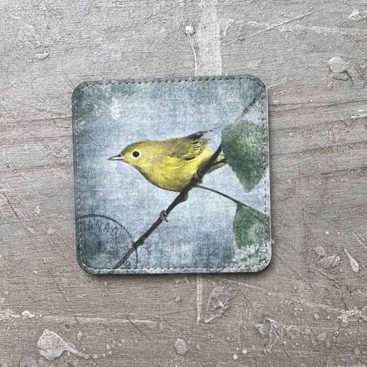 ORANGE CROWNED WARBLER — Coaster