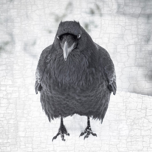 WATCHER IN THE SNOW - Fine Art Print, Raven Portrait Series