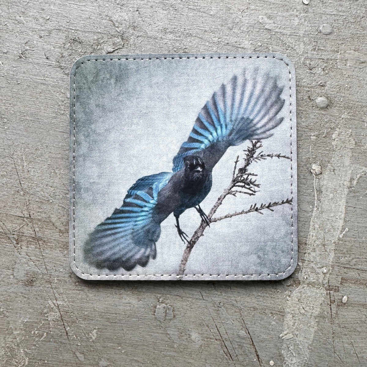STELLER'S JAY WINGS — Coaster