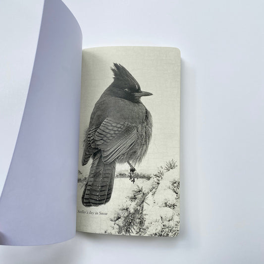 STELLER'S JAY IN SNOW - Notebook by June Hunter