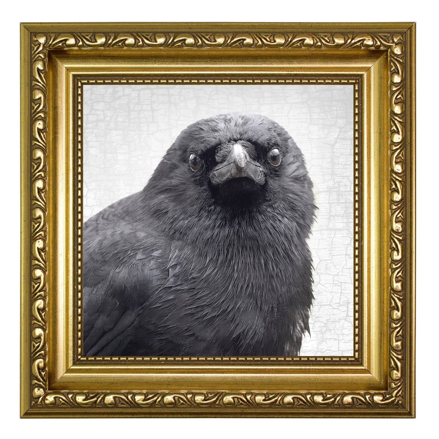 YOUNG SYD - Fine Art Print, Crow Portrait Series