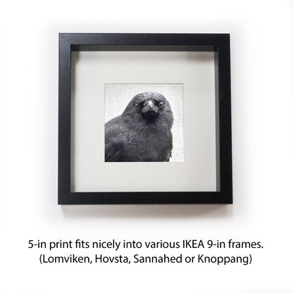 YOUNG SYD - Fine Art Print, Crow Portrait Series