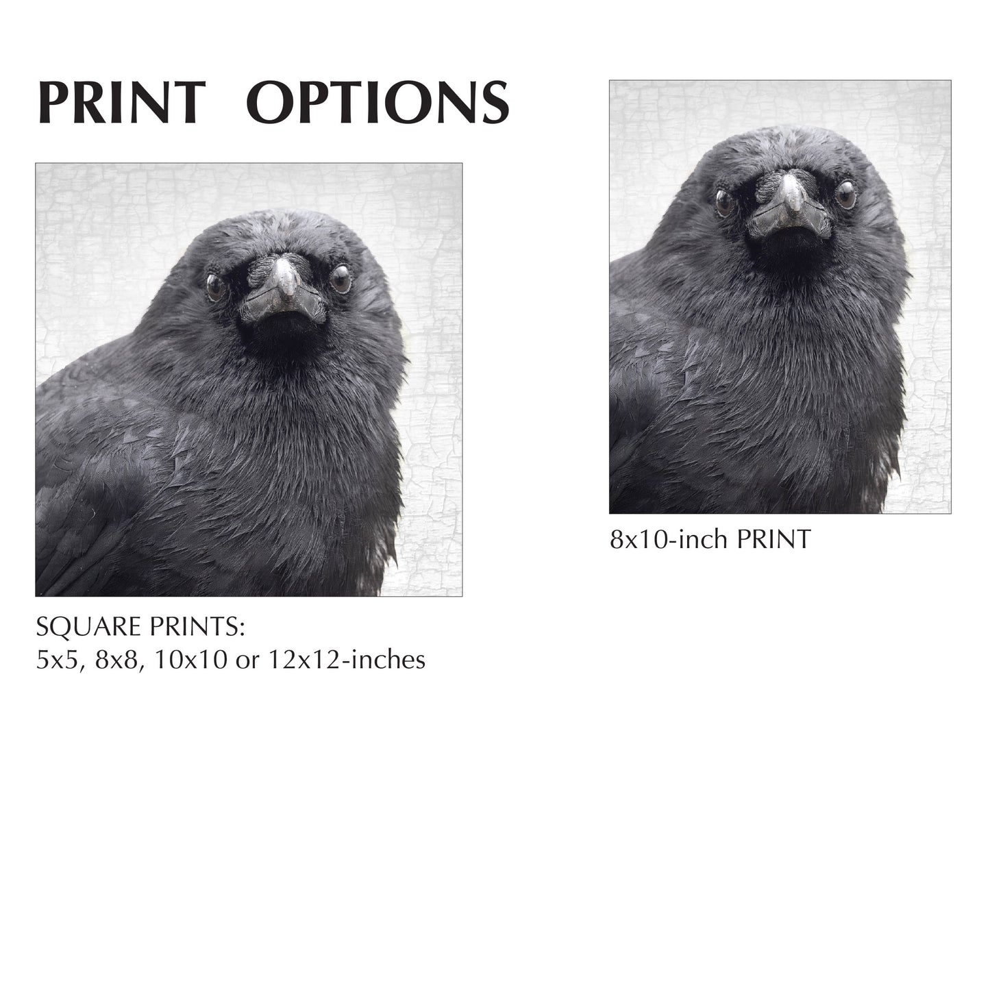 YOUNG SYD - Fine Art Print, Crow Portrait Series