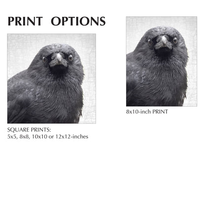 YOUNG SYD - Fine Art Print, Crow Portrait Series