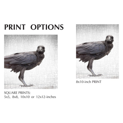 RAVEN FLEDGLING - Fine Art Print, Raven Portrait Series