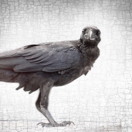 RAVEN FLEDGLING - Fine Art Print, Raven Portrait Series