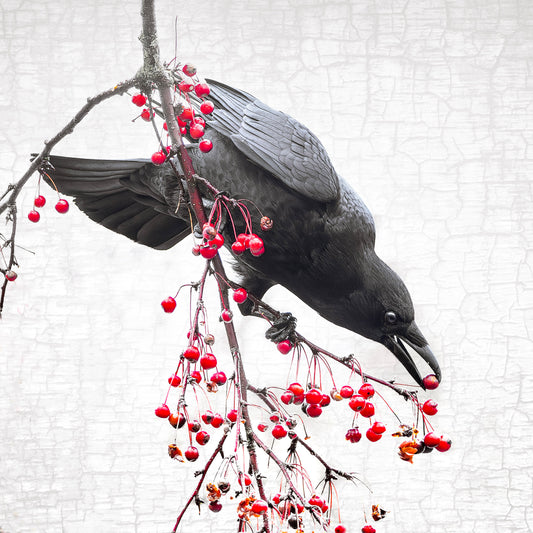 THE BERRY BANDIT - Fine Art Print, Crow Portrait Series