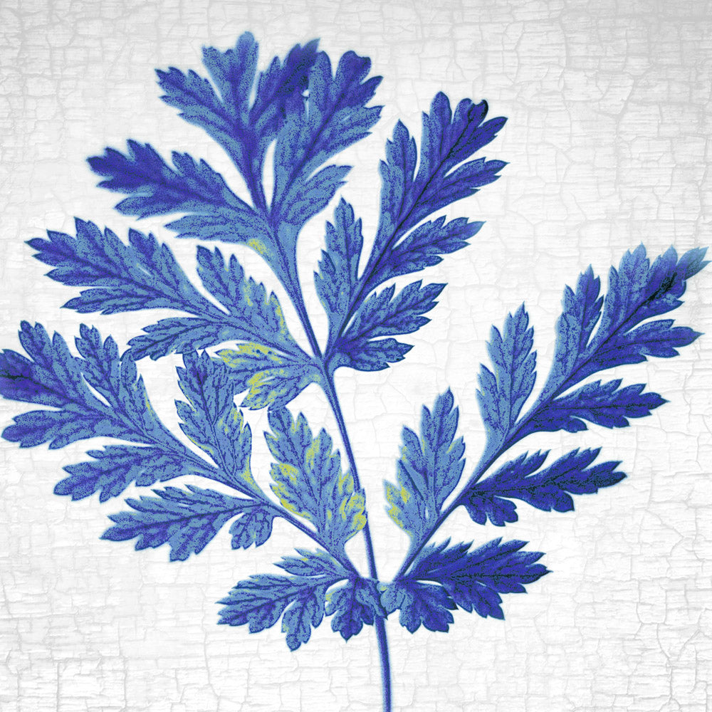 BLUE PACIFIC BLEEDING HEART - Fine Art Print, Botanical Blueprint