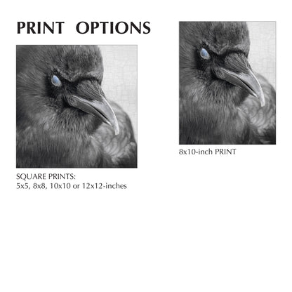 BLINK - Fine Art Print, Crow Portrait Series