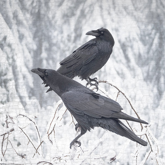 BRANCH RAVENS - Fine Art Print, Raven Portrait Series