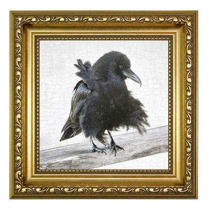 BREEZY BILL - Fine Art Print, Crow Portrait Series