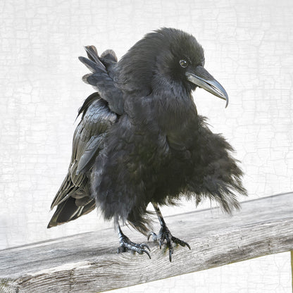 BREEZY BILL - Fine Art Print, Crow Portrait Series