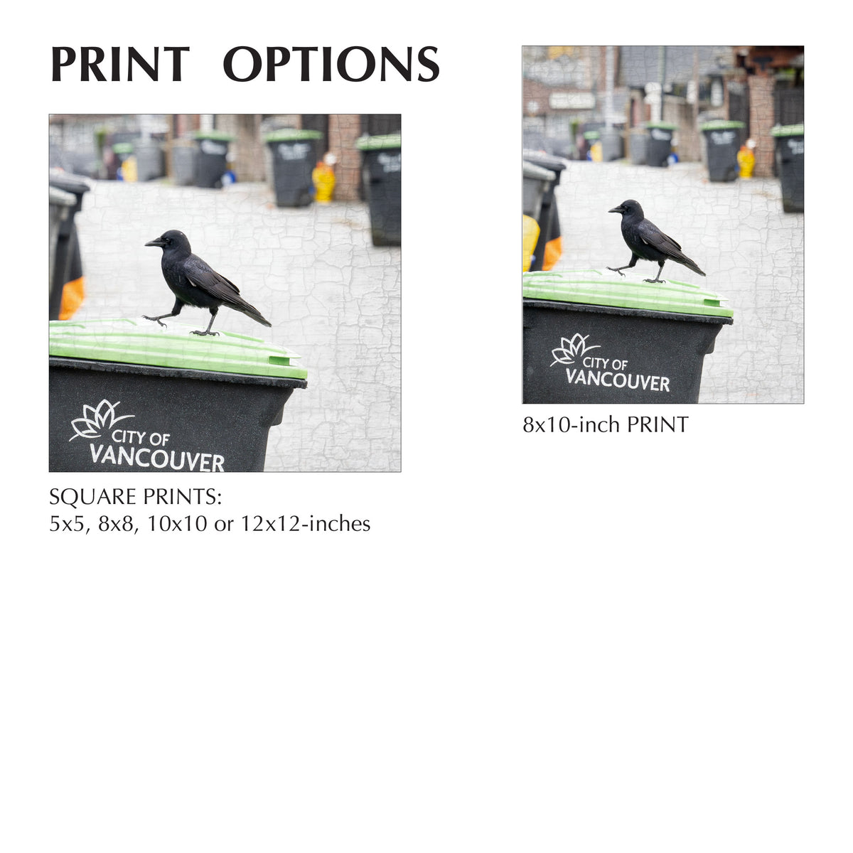 BUSY BIN DAY - Fine Art Print, Crow Portrait Series