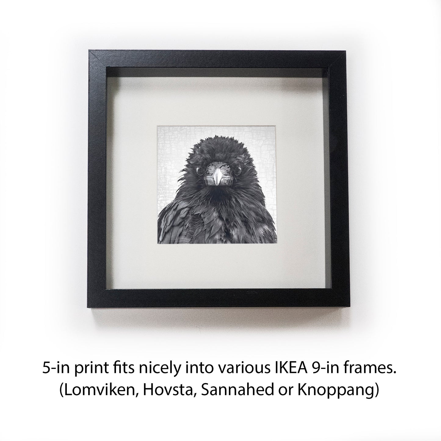 CROW CRITIC - Fine Art Print, Crow Portrait Series