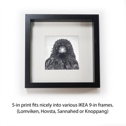 CROW CRITIC - Fine Art Print, Crow Portrait Series