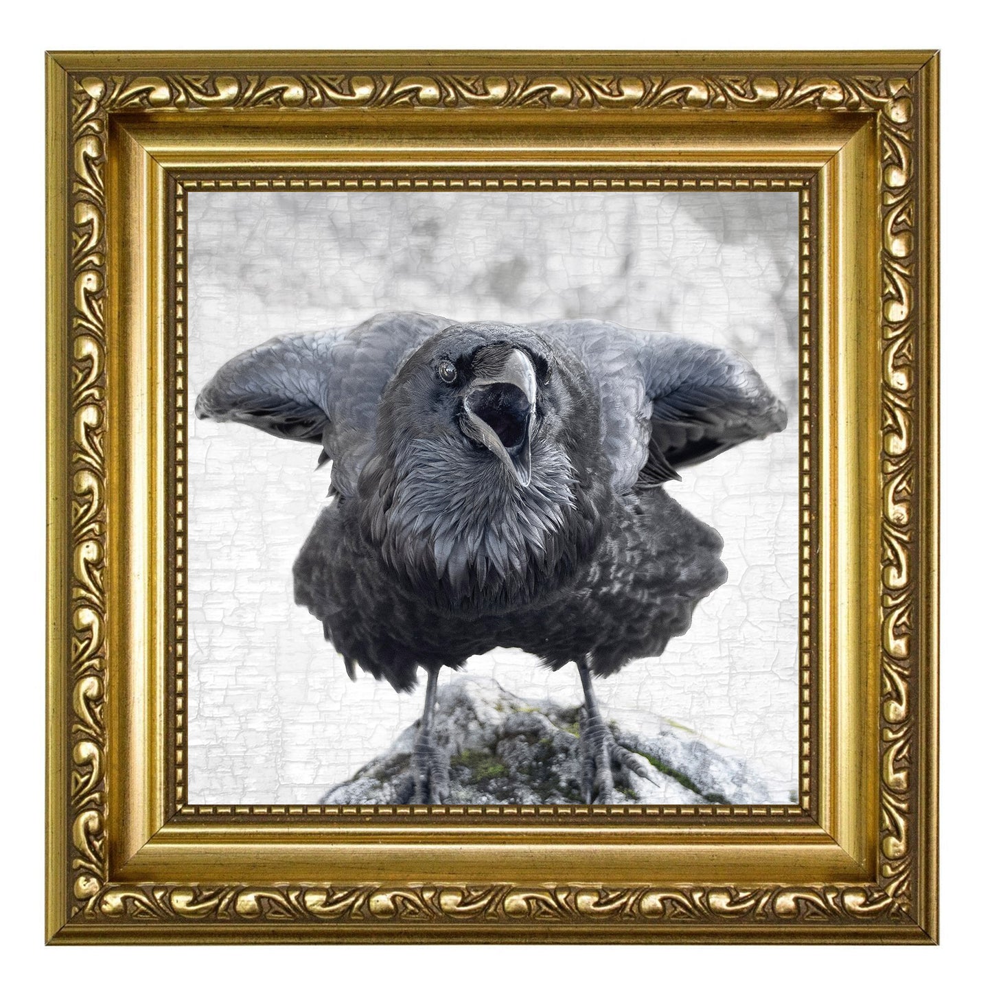 ELBOWS UP - Fine Art Print, Raven Portrait Series