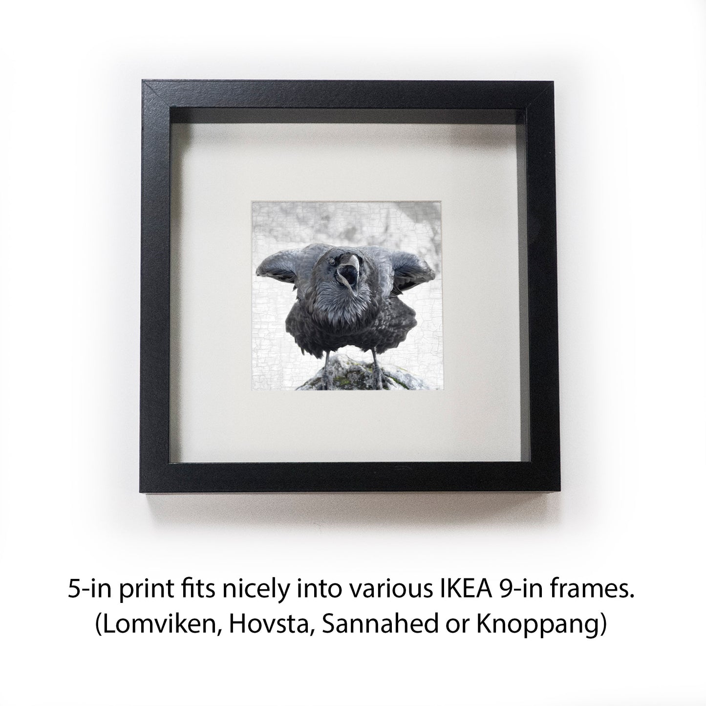 ELBOWS UP - Fine Art Print, Raven Portrait Series