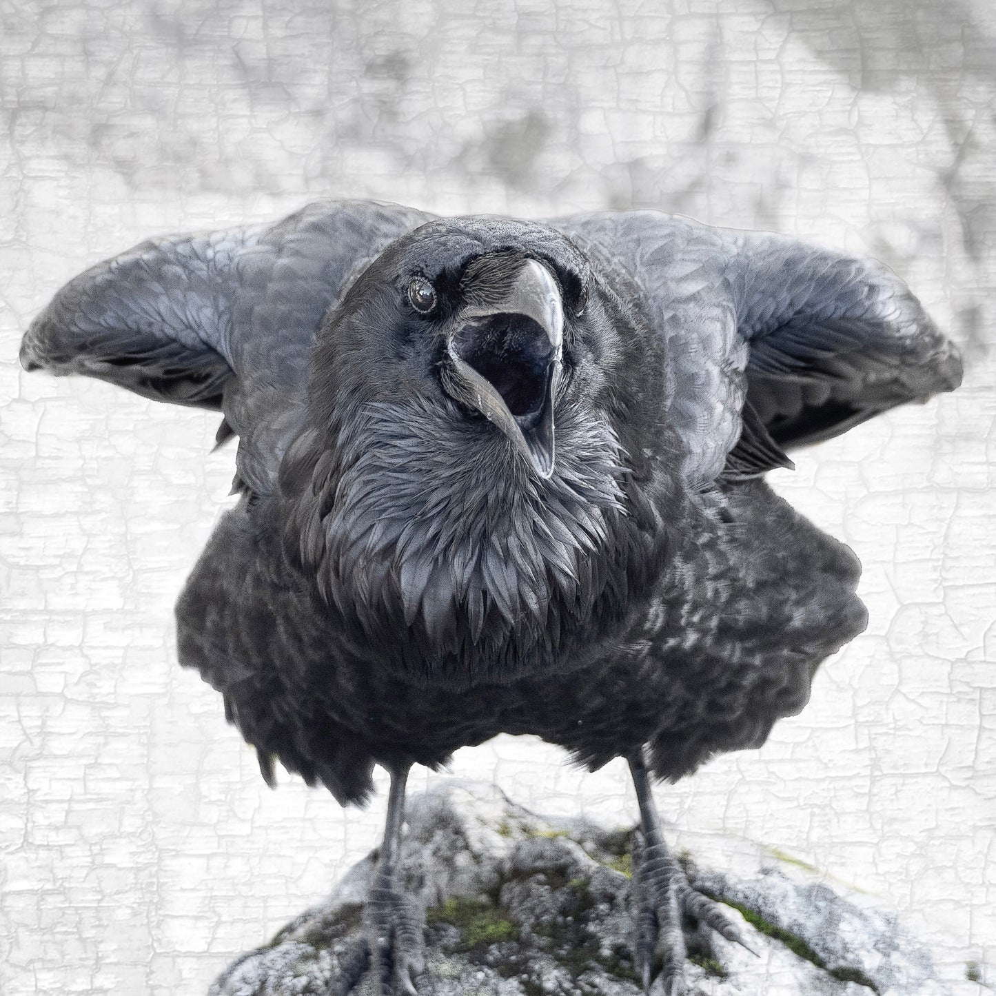 ELBOWS UP - Fine Art Print, Raven Portrait Series