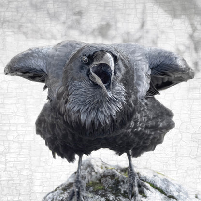 ELBOWS UP - Fine Art Print, Raven Portrait Series