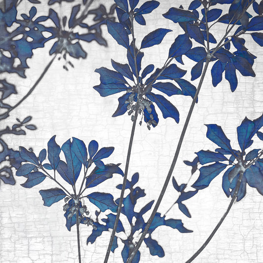 BLUE ENKIANTHUS - Fine Art Print, Botanical Blueprint