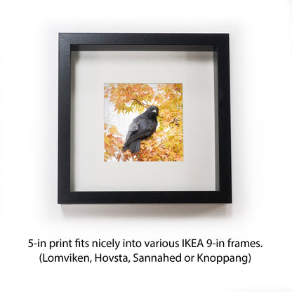 AUTUMN GOLD CROW - Fine Art Print, Crow Portrait Series