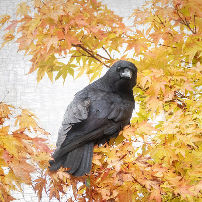 AUTUMN GOLD CROW - Fine Art Print, Crow Portrait Series