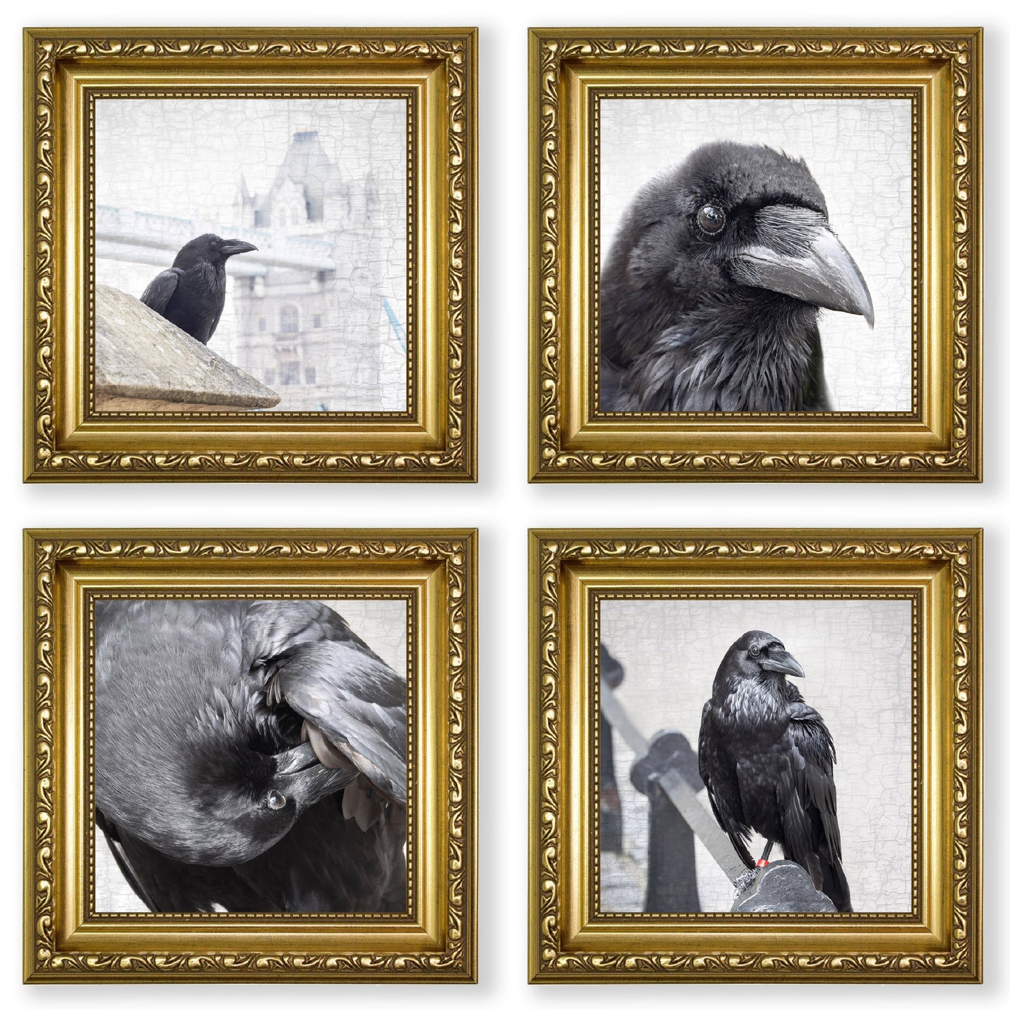 POPPY PREENS - Fine Art Print, Raven Portrait Series
