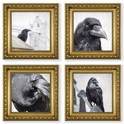 POPPY PREENS - Fine Art Print, Raven Portrait Series