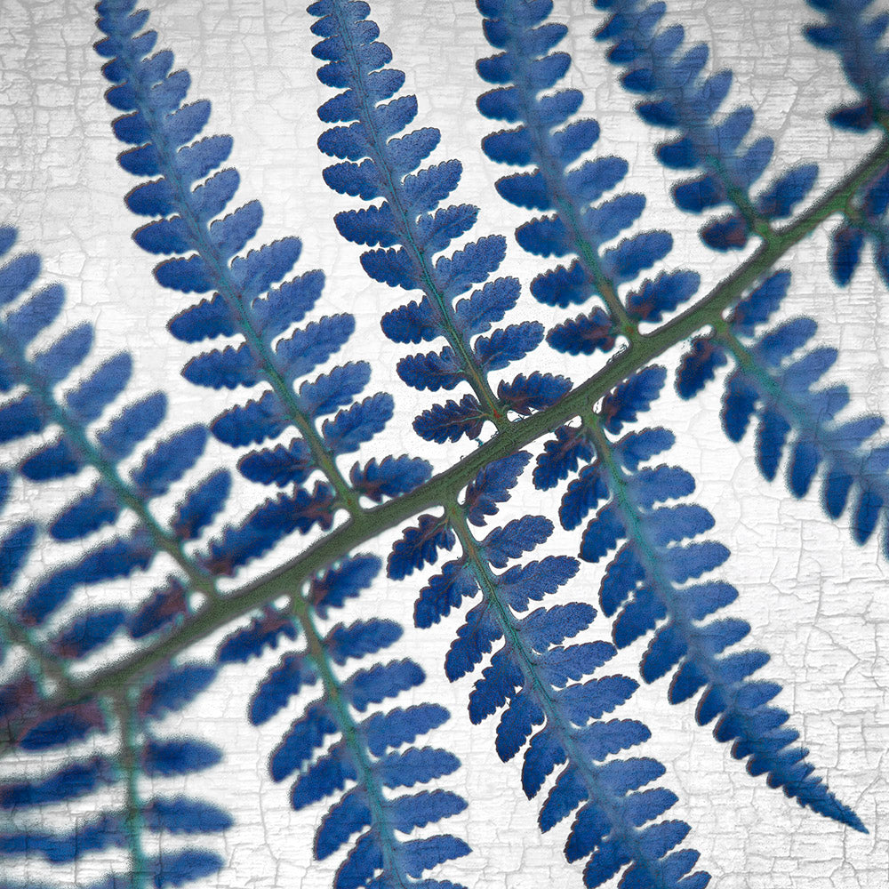 BLUE GHOST FERN - Fine Art Print, Botanical Blueprint