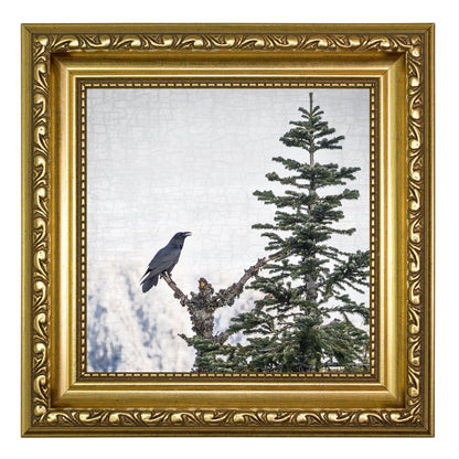 MORNING SONG - Fine Art Print, Raven Portrait Series