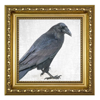 ENTER RAVEN, STAGE LEFT - Fine Art Print, Raven Portrait Series