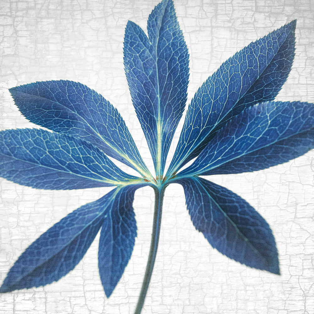 BLUE HELLEBORE LEAF - Fine Art Print, Botanical Blueprint