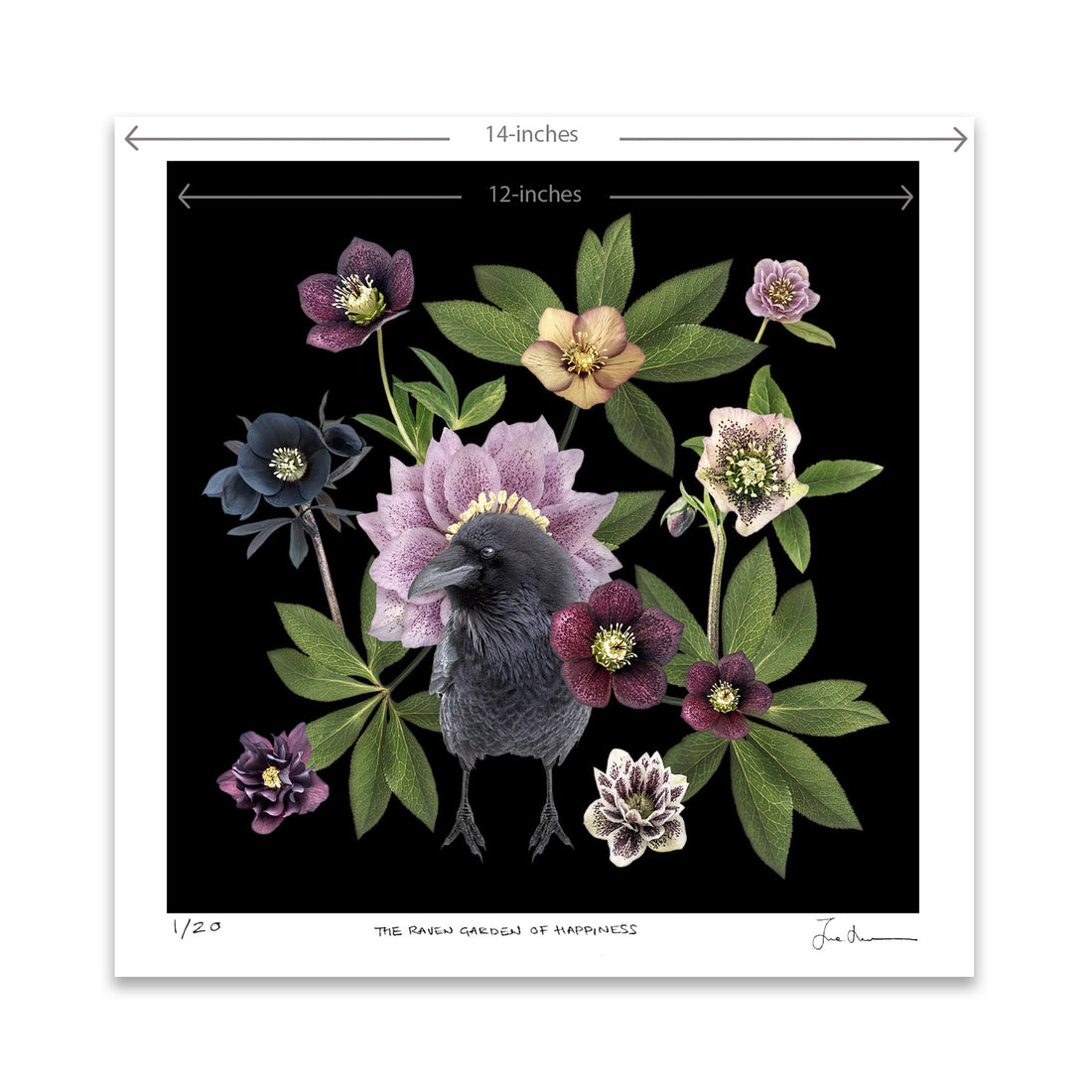 Crow versus Raven: Easy Ways to Tell the Difference