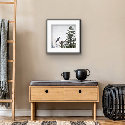MORNING SONG - Fine Art Print, Raven Portrait Series