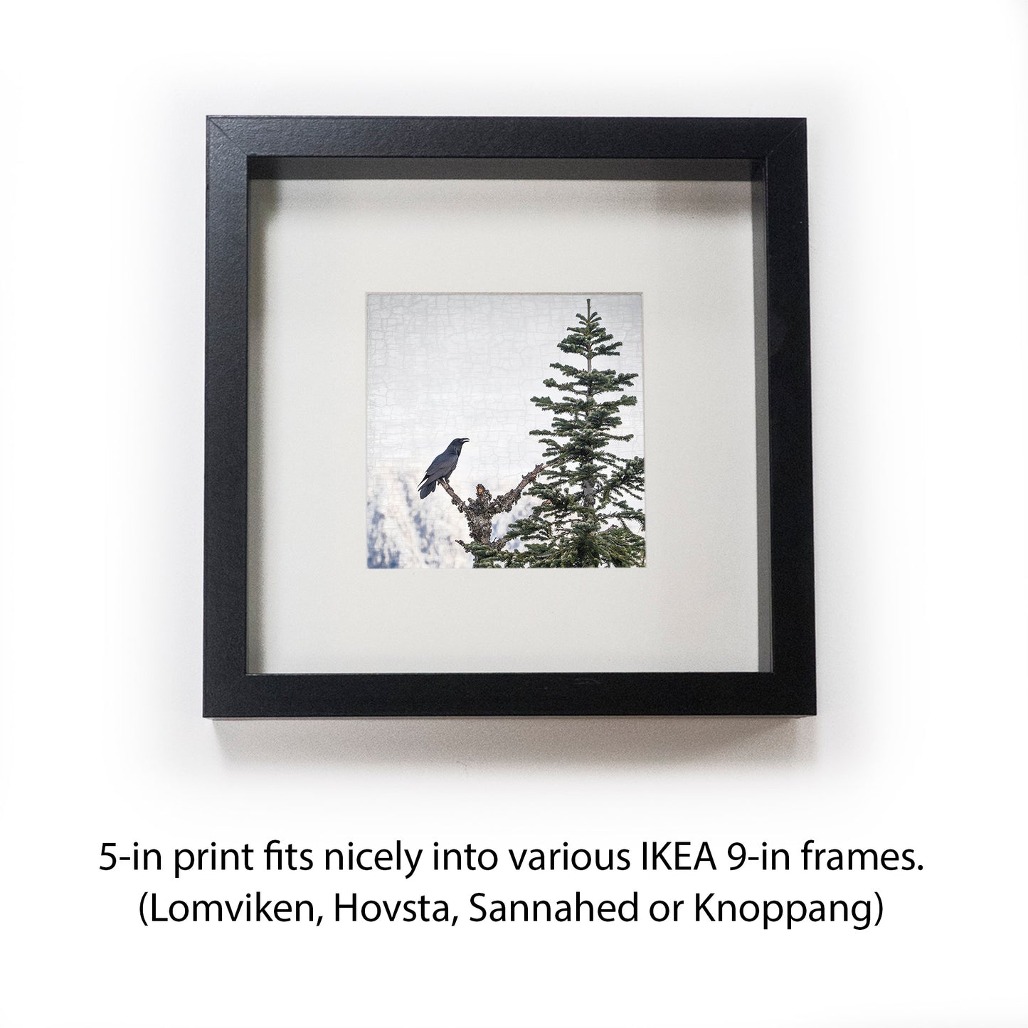 MORNING SONG - Fine Art Print, Raven Portrait Series