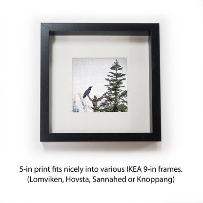 MORNING SONG - Fine Art Print, Raven Portrait Series