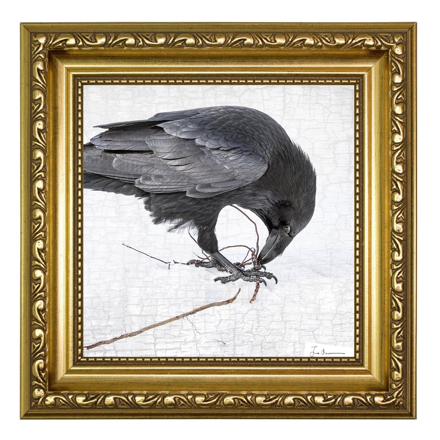 NESTING RAVEN 2 - Fine Art Print, Raven Portrait Series