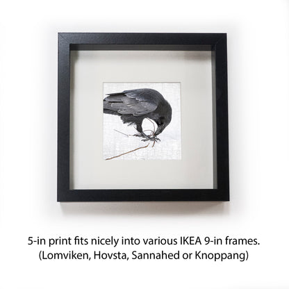 NESTING RAVEN 2 - Fine Art Print, Raven Portrait Series