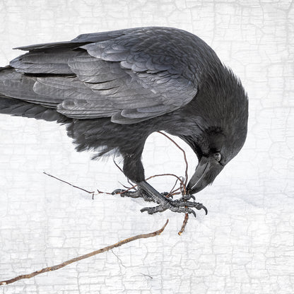 NESTING RAVEN 2 - Fine Art Print, Raven Portrait Series