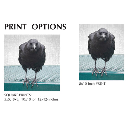 PICNIC TABLE CROW - Fine Art Print, Crow Portrait Series
