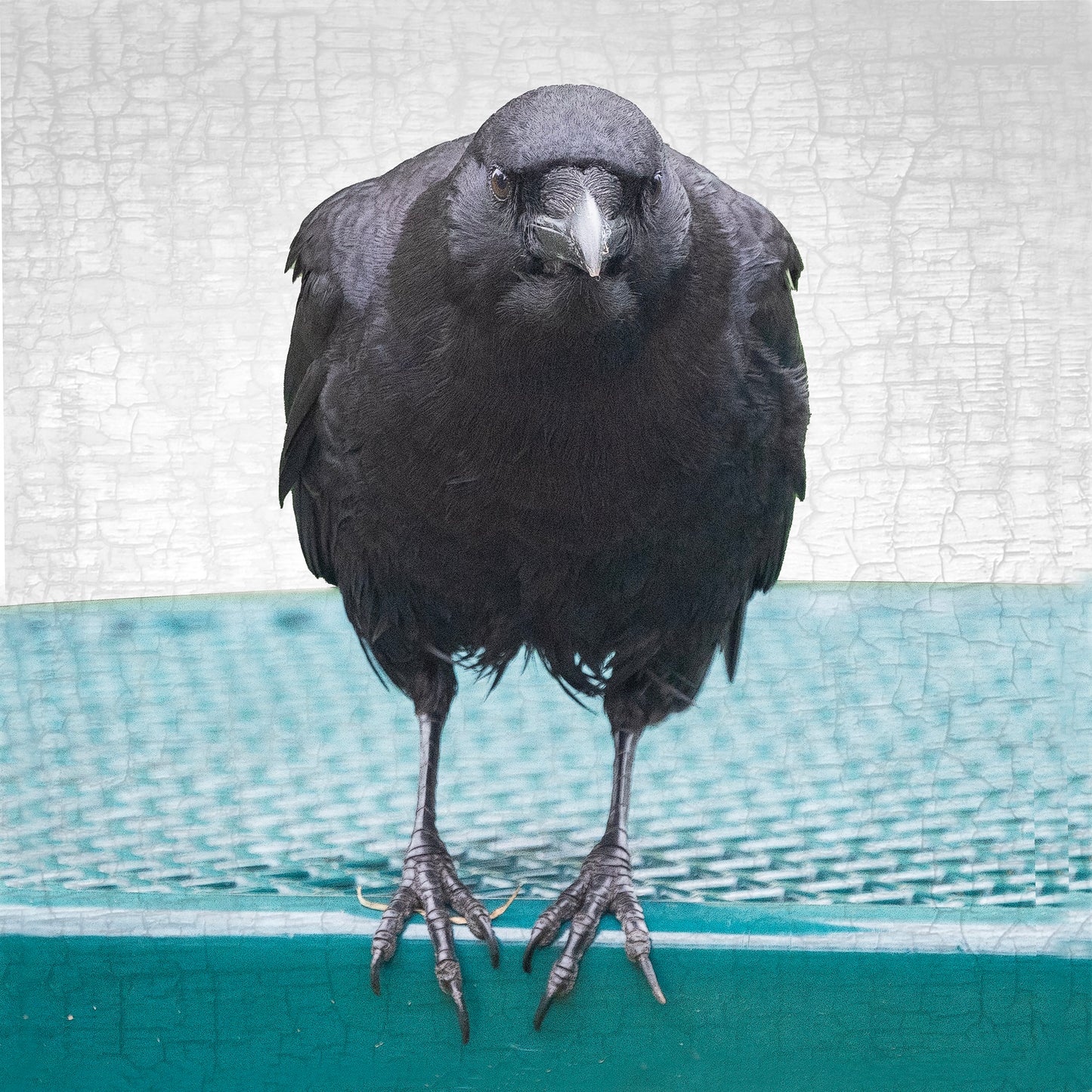 Turquoise Crow