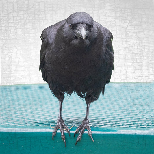 Turquoise Crow