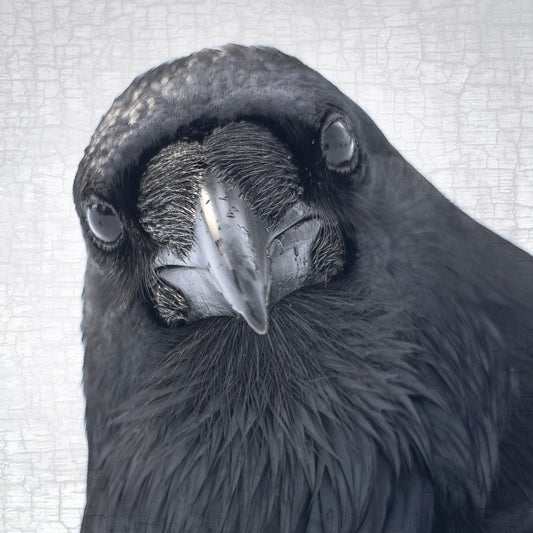 POP-UP RAVEN - Fine Art Print, Raven Portrait Series