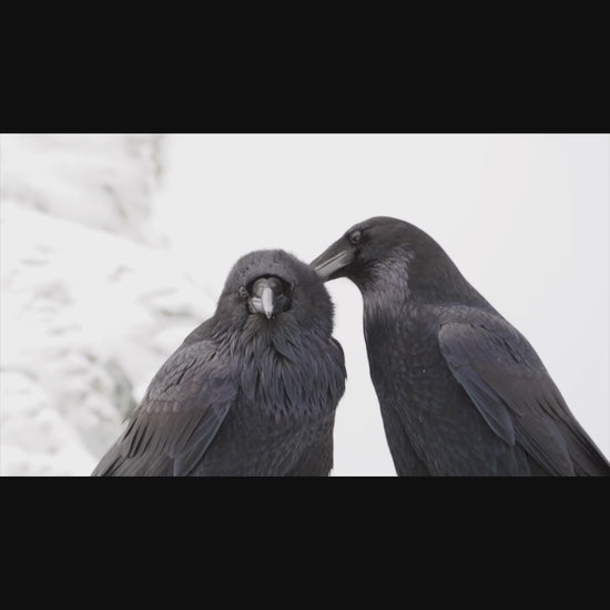 A raven couple with one raven carefully preening the chest feathers of the other. This scene fades into an image of the same two ravens facing each other in the corner of a silk scarf design, with that image fading into a portrait of the same two ravens. Finally the June Hunter Images logo, the initials J and H with a crow landing on the J, appears