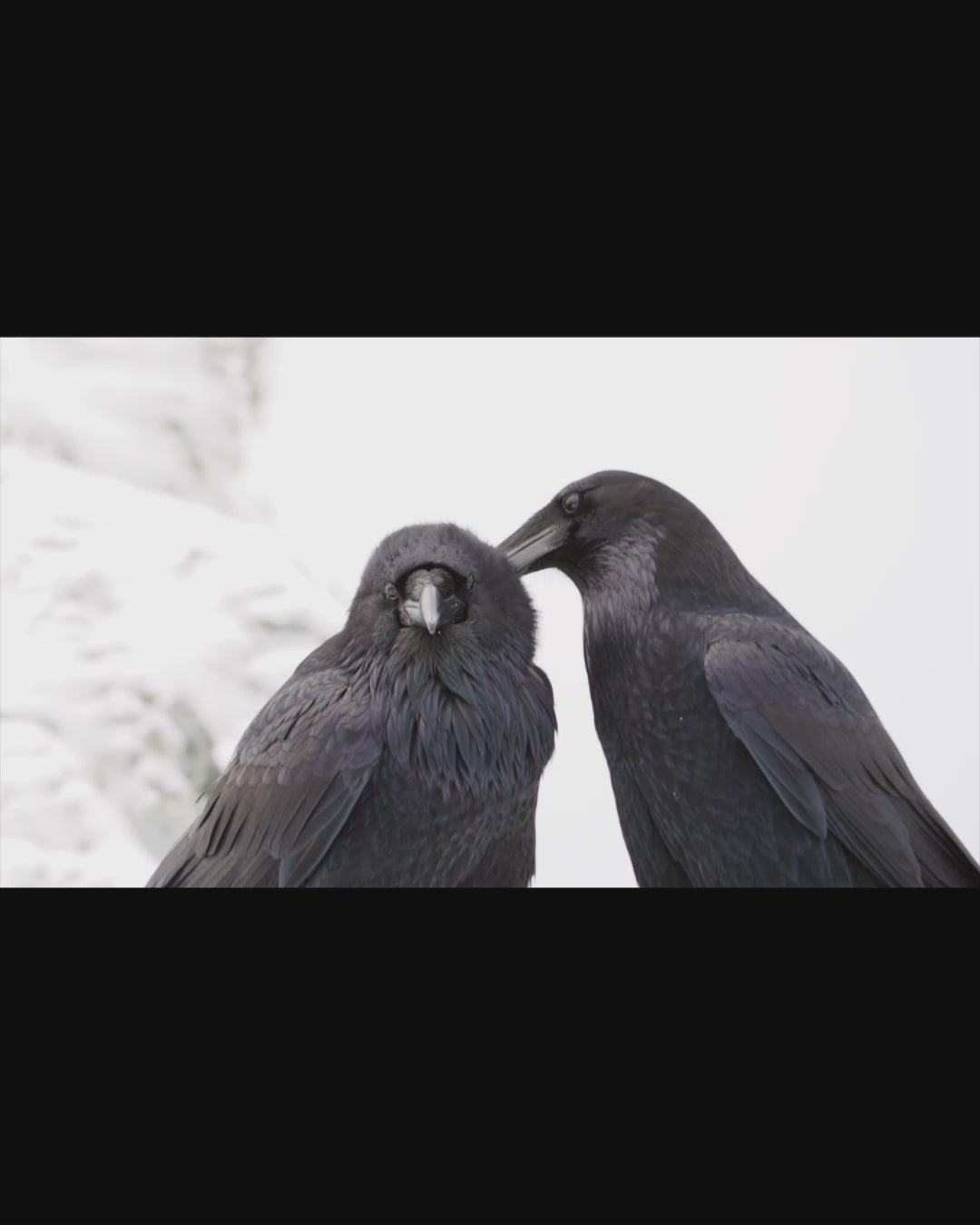 A raven couple with one raven carefully preening the chest feathers of the other. This scene fades into an image of the same two ravens facing each other in the corner of a silk scarf design, with that image fading into a portrait of the same two ravens. Finally the June Hunter Images logo, the initials J and H with a crow landing on the J, appears