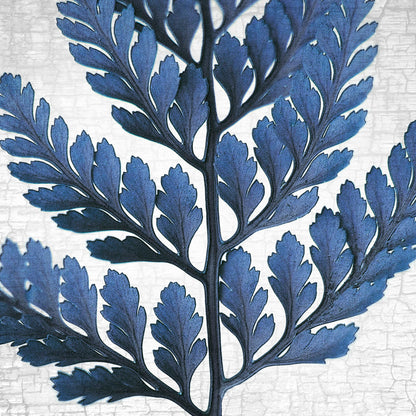 BLUE RABBIT'S FOOT FERN - Fine Art Print, Botanical Blueprint