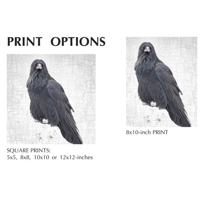 RAVEN FINERY - Fine Art Print, Raven Portrait Series