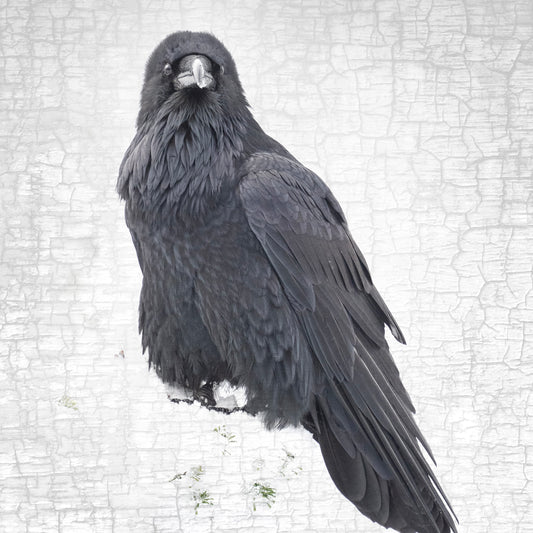 RAVEN FINERY - Fine Art Print, Raven Portrait Series