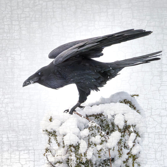 RAVEN LANDING - Fine Art Print, Raven Portrait Series