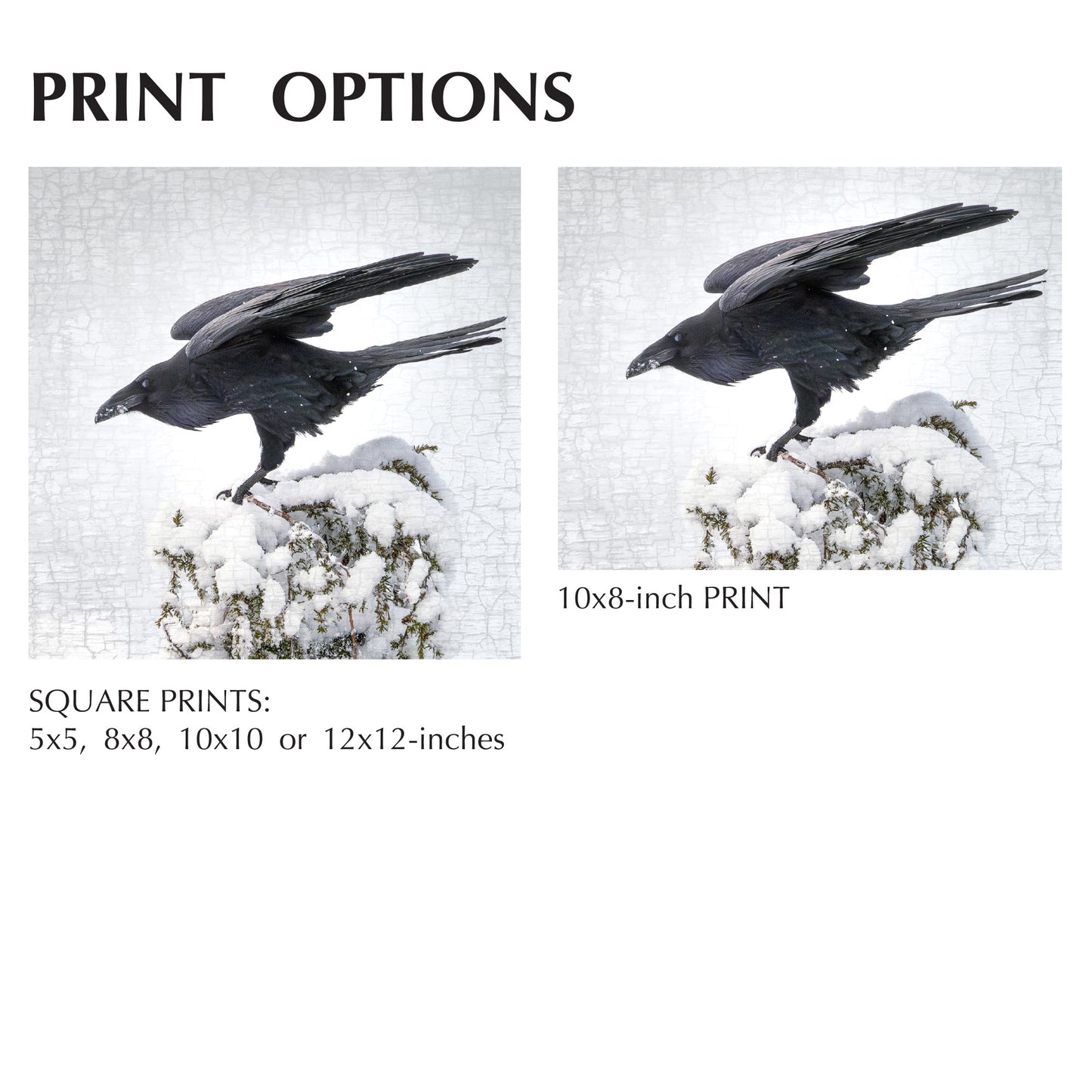 RAVEN LANDING - Fine Art Print, Raven Portrait Series
